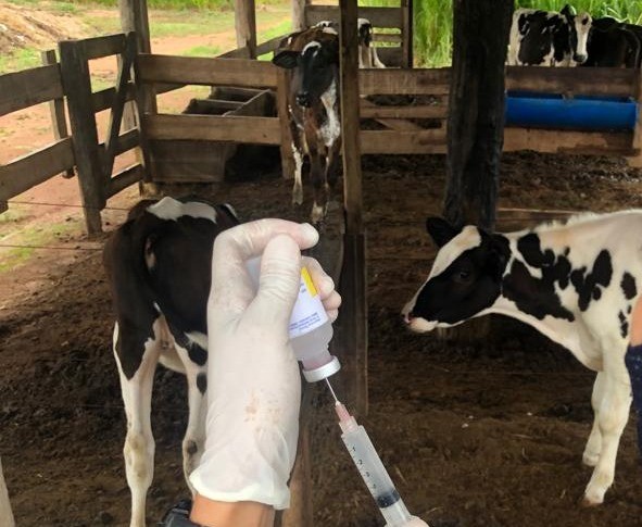 Pecuaristas de Sinop podem se cadastrar em programa para melhorar produtividade e competitividade da carne e do leite