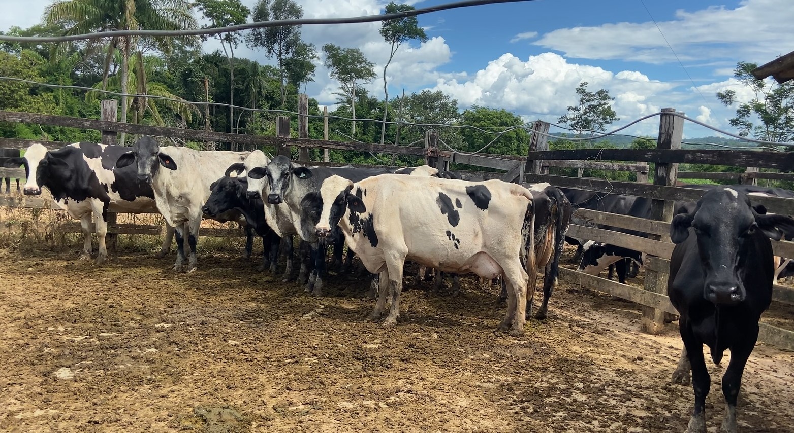 Melhoramento genético traz perspectiva para produtores de leite de Alta Floresta