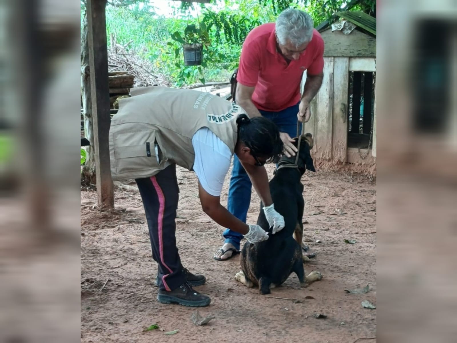 Vacinação de animais em Sinop já alcançou mais de 8,8 mil cães e gatos